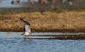 Curlew - A
